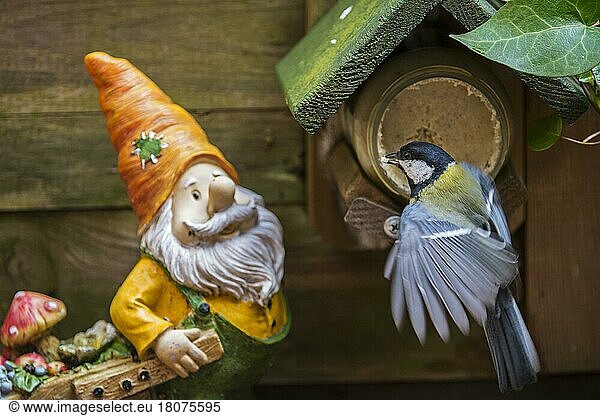 Garden gnome and great tit (Parus major) eating peanut butter from the bird feeder