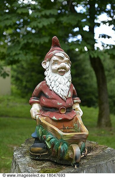 Garden gnome  Frauenwald  Thuringian Forest  Thuringia  Germany  Europe