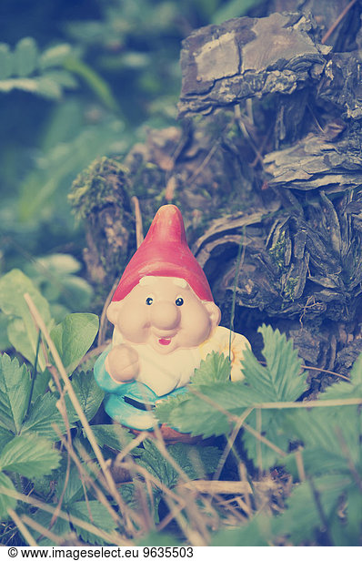 Garden gnome in lawn