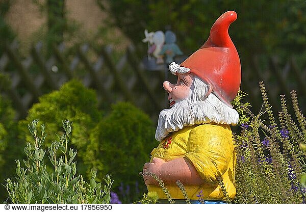 Garden gnome in the garden