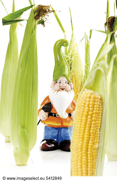 Garden gnome surrounded by corncobs