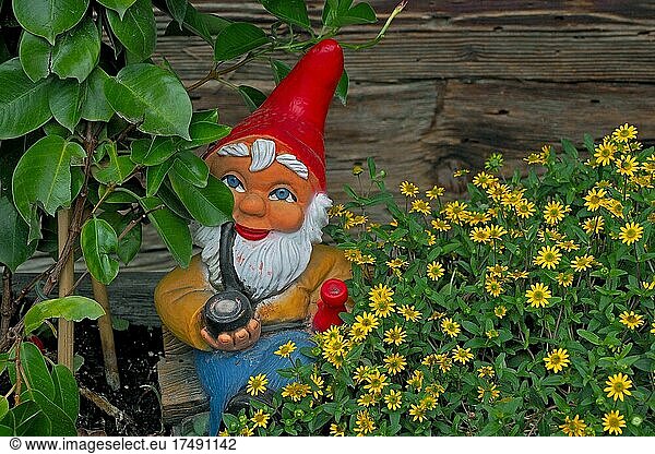 Garden Gnome with Pipe and Bottle in Flowerbed