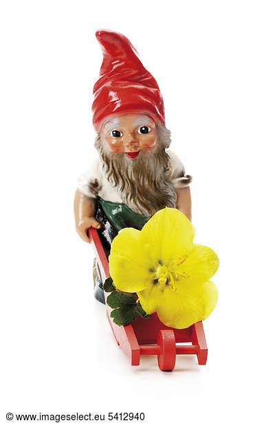 Garden gnome with wheelbarrow and flower