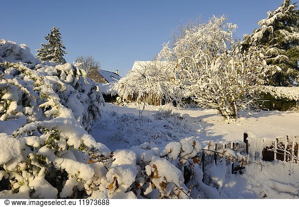 Garden in the snow  Eure-et-Loir department  Centre-Val de Loire region  France  Europe.
