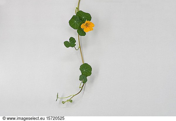 Garden nasturtium (Tropaeolum majus)  vine with yellow flower  Germany  Europe