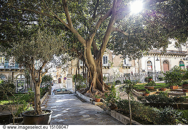 Garden of San Giovanni Cathedral in backlight  Ragusa  Sicily  Italy