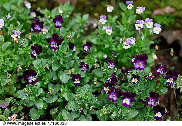 Garden pansy  a wildflower of europe and western asia