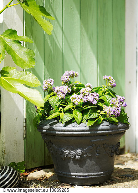 Garden plant with purple flowers in plant pot