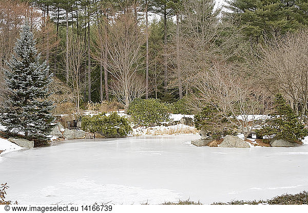 Garden Pond in Winter