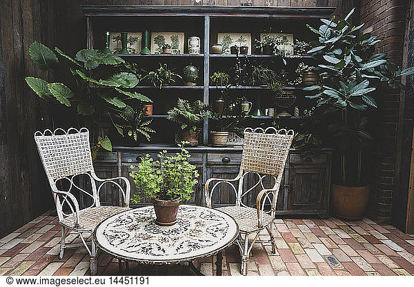 Garden room with vintage wicker chairs and table and a selection of indoor plants in terracotta pots on wooden shelves.