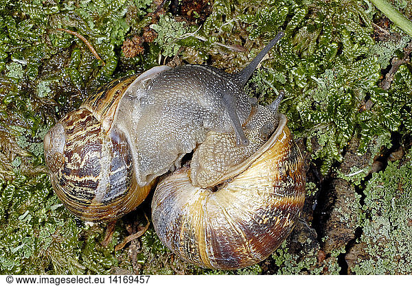 Garden Snails Helix Aspersa Mating Garden Snails Helix Aspersa