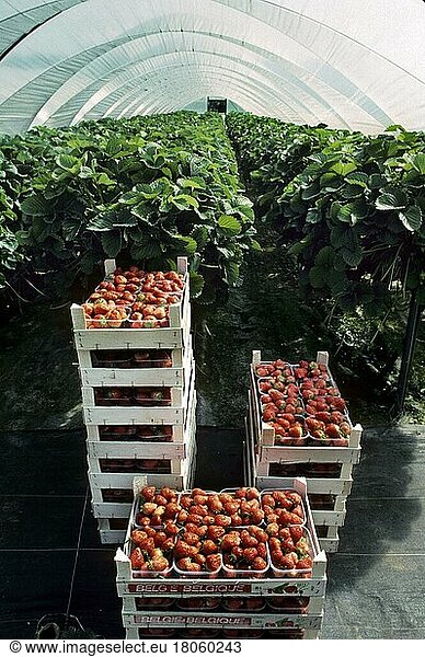 Garden strawberry  Pineapple strawberry  Cultivated strawberry  Strawberry  strawberries (Fragaria)  Rose family  Boxes with packed cultivated strawberries