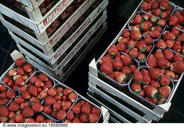 Garden strawberry  Pineapple strawberry  Cultivated strawberry  Strawberry  strawberries (Fragaria)  Rose family  Boxes with packed cultivated strawberries
