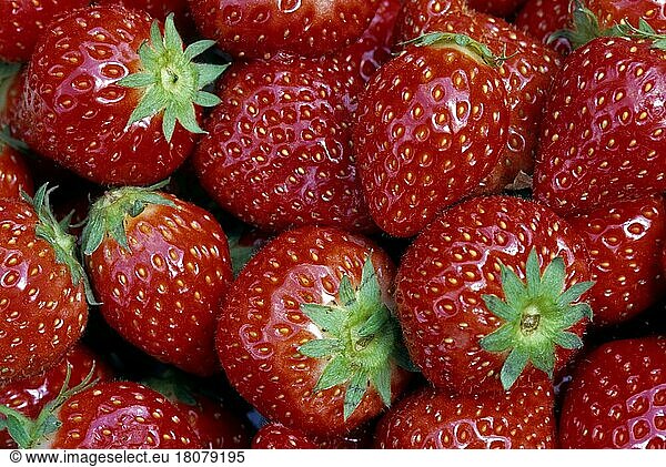 Garden strawberry  Pineapple strawberry  Cultivated strawberry  Strawberry  strawberries (Fragaria)  Rose family  Close-up of cultivated strawberries