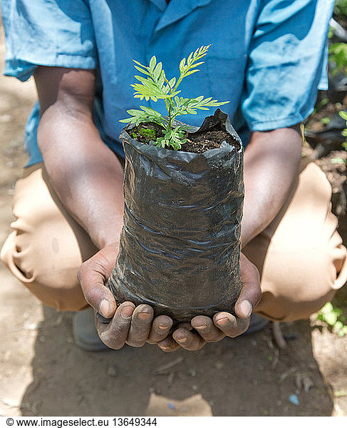 Gardener holding a young tree a in pot at Elsamere tree nursery  Kenya.
