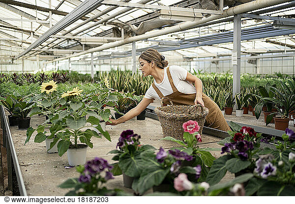 Gardener with basket working in plant nursery