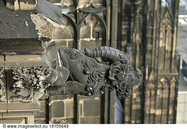 Gargoyle  he  Cologne Cathedral  Cologne  North Rhine-Westphalia  Germany  Europe