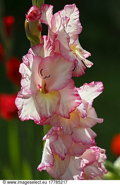 Garten-Gladiole (Gladiolus x hortulanus)