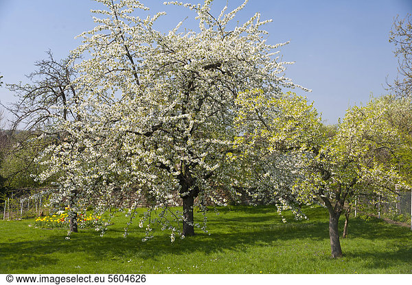 Garten im Frühling mit Obstbaumblüte  Kirschbaum (Prunus sp.)  und gelben Tulpen in Dehnitz bei Wurzen  Sachsen  Deutschland  Europa