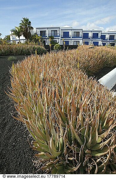 Gartenanlage mit Echter Aloe (Aloe vera)  vor Apartmentanlage  Strandpromenade Paseo Maritimo  Las Colaradas  Playa Blanca  Insel Lanzarote  Kanarische Inseln  Kanaren  Spanien  Europa