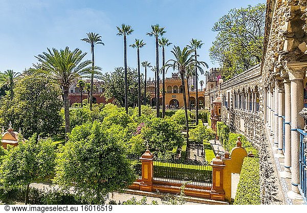 Gartenanlage mit Palmen  Real Alcazar  Sevilla  Andalusien  Spanien  Europa