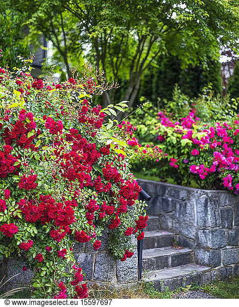 Gartenbereich mit Steinstufen und hellen  blühenden Blumen in North Vancouver; Vancouver  British Columbia  Kanada