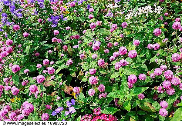 Gartenblume  Amarant  Asien