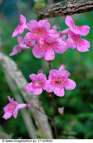 Gartenblume  rosa Trompetenranke