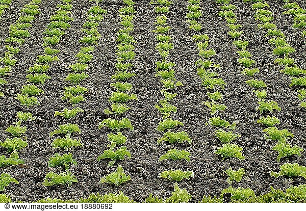 Gartensalat (lactuca sativa)  Salat  Korbblütengewächse WITH BATAVIA SALAD