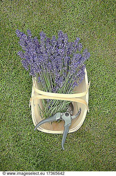 Gartenschere in einem Korb mit Lavendel im Gras