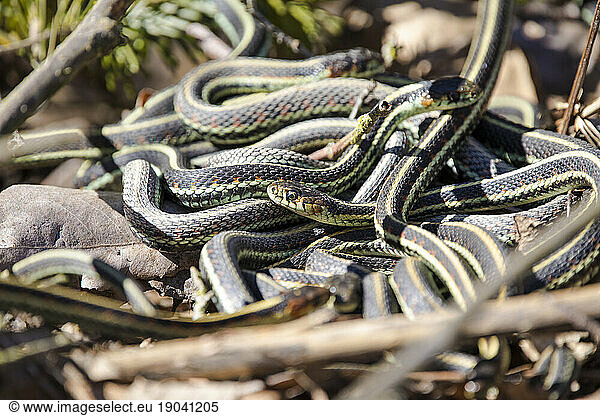Garter snake in mating snake ball