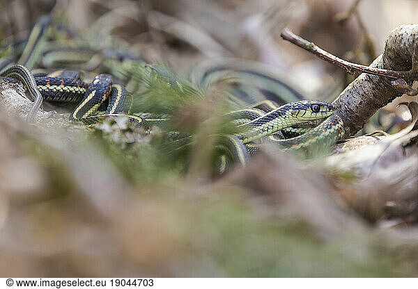 Garter snake in mating snake ball