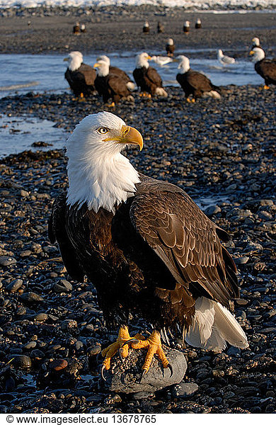 Gathering of Bald Eagles (Haliaeetus leucocephalus) on shoreline. Homer  Cook Inlet  Kachemak Bay  Alaska.