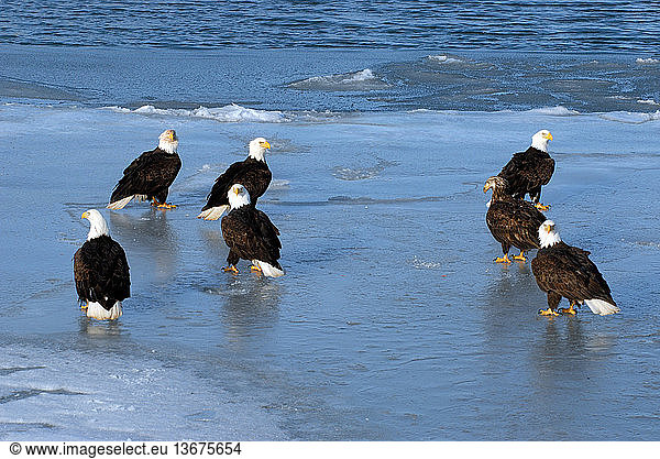 Gathering of Bald Eagles (Haliaeetus leucocephalus) standing on frozen shoreline. Homer  Cook Inlet  Kachemak Bay  Alaska.