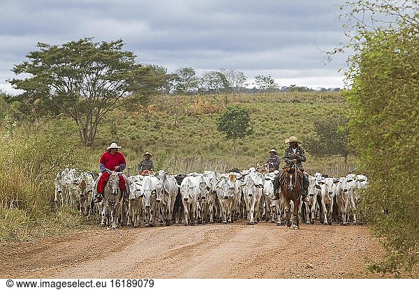 Gauchos treiben Kuhherde  Bundesstaat Mato Grosso  Brasilien  Südamerika