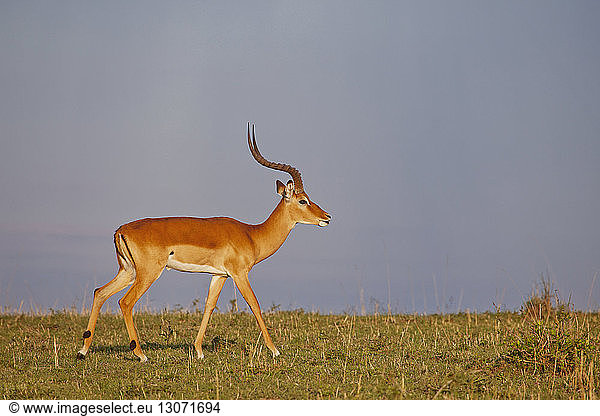 Gazelle auf Grasfeld gegen klaren Himmel