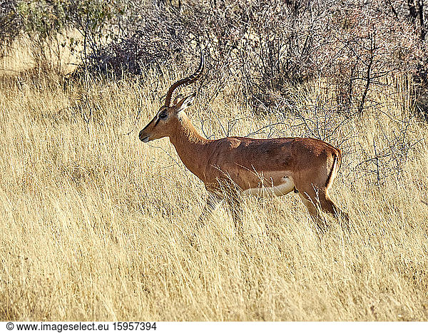 Gazellenwanderung in der Savanne  Etoscha-Nationalpark  Namibia