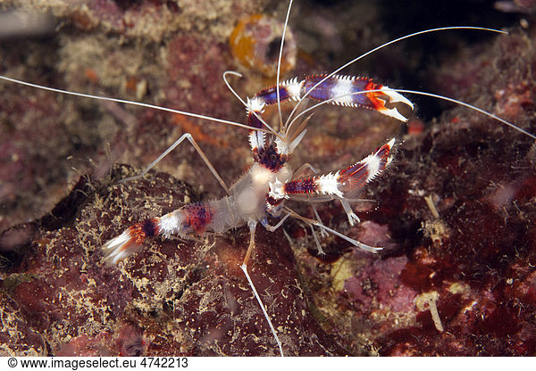 Gebänderte Scherengarnele Putzergarnele (Stenopus hispidus) Triana Southern Leyte Philippinen Pazifischer Ozean Südostasien