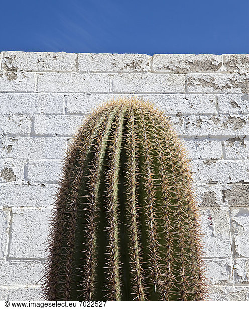 Gebäude  frontal  Kaktus