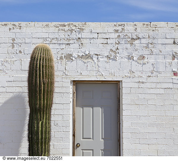 Gebäude  weiß  Kaktus