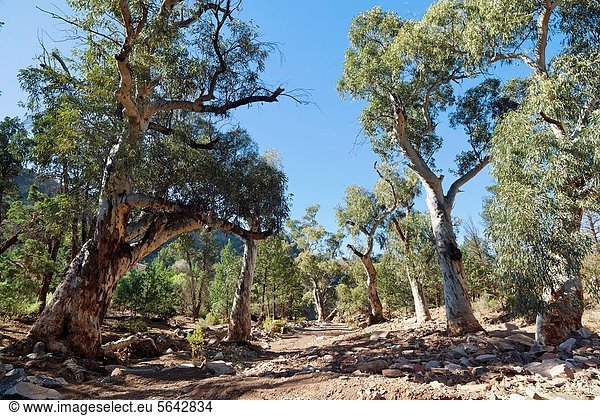 Gebirge  Farbaufnahme  Farbe  Form  Formen  Wasser  Idee  Kaugummi  Baum  Bett  Tal  trocken  Fluss  rot  groß  großes  großer  große  großen  Künstler  1  wichtig  sehen  Größe  typisch  Zugänglichkeit  australisch  Jahrhundert  tief  Eukalyptus  Wurzel  South Australia