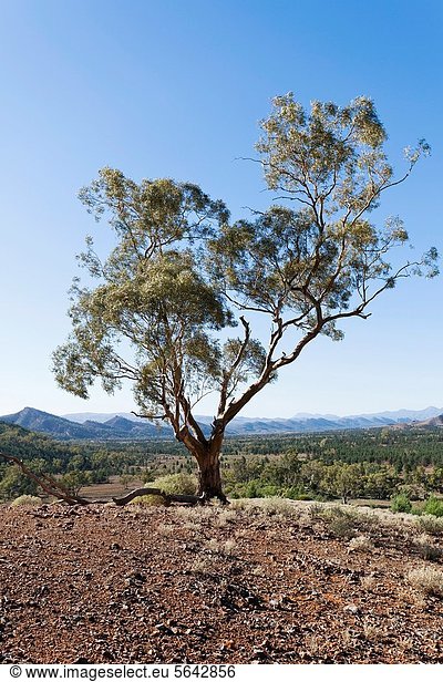 Gebirge  Wasser  Idee  Kaugummi  Baum  Landschaft  Bett  Tal  trocken  Fluss  rot  groß  großes  großer  große  großen  Künstler  1  wichtig  Name  sehen  typisch  Zugänglichkeit  Jahrhundert  tief  Eukalyptus  Wurzel  South Australia