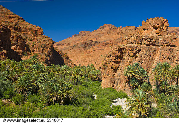 Gebirgslandschaft mit Palmen im Ait Mansour Tal  Antiatlas  Südmarokko  Marokko  Afrika
