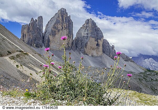 Gebirgsstock Drei Zinnen  Nordwände  vorne Wildblumen  Dolomiten  Südtirol  Italien  Europa