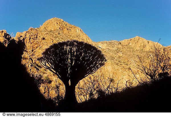 gebraucht  Aloe Aloe Vera  Berg  Baum  Ast  Namibia  Namib Naukluft Nationalpark