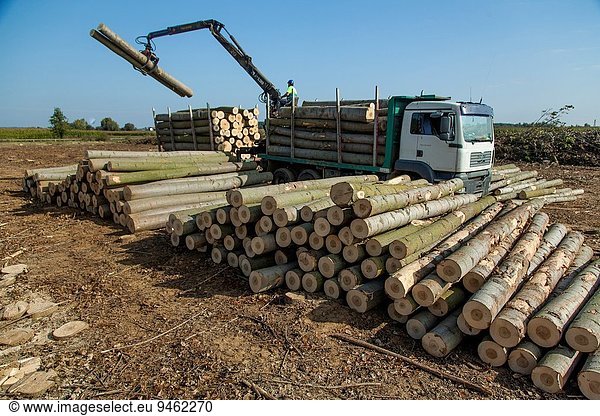 gebraucht beladen Transport Baum Traktor Lastkraftwagen Baumstamm Stamm Fabrikgebäude Holz Sperrholz Pappel Spanien