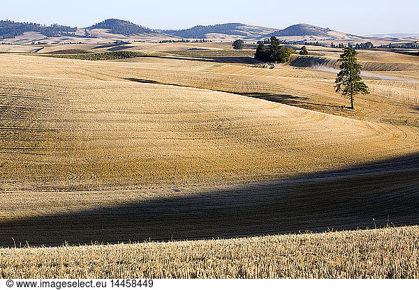 Geerntetes Ackerland  Palouse  Washington