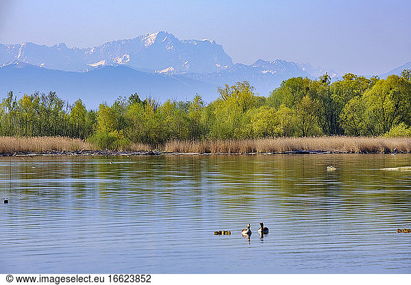 Geese swimming in Lake Ammer with Zugspitze in distant background