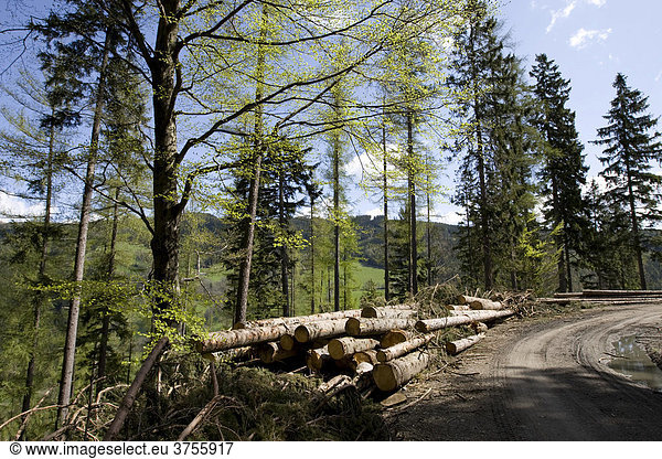 Gefälltes Holz nach Windschlag liegt zum Abtransport durch die Forstverwaltung auf einem Berghang,  Steiermark,  Österreich,  Europa