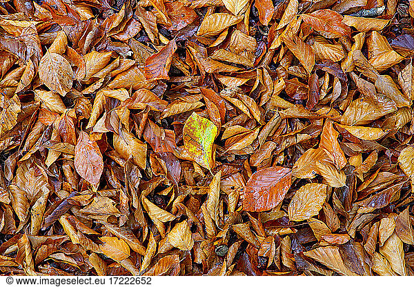 Gefallene Herbstblätter im Naturpark Gorbea